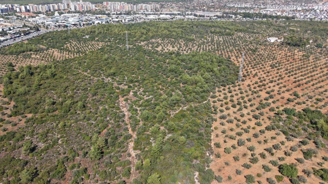 Rekolte Yüzde 30 Düştü, Zeytinyağı Fiyatı Ne Olacak? 6